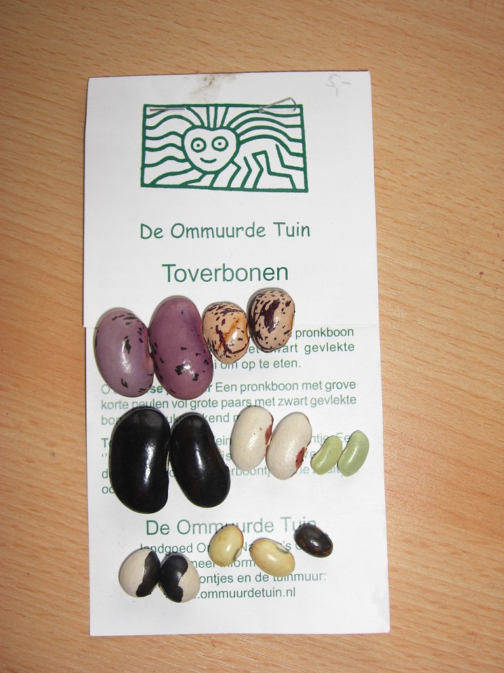 四季の山野草 インゲン