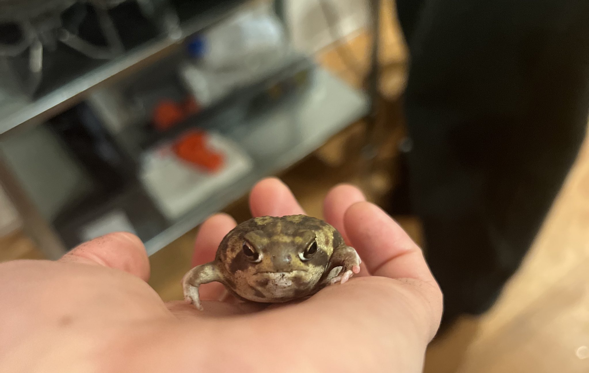 ポルトガル製ラッキーカエル コポーシリーズ🐸 続々入荷中！ 梅月堂店舗の横にて販売中！梅月堂 石切 石切参道 石切参道商店街 和菓子 餅おこわ プリン よもぎ団子 みたらし団子 おはぎ 餅 焼きもち 大福餅 石切神社 本わらび餅 スイートポテト いちご大福 かき餅 ねこ