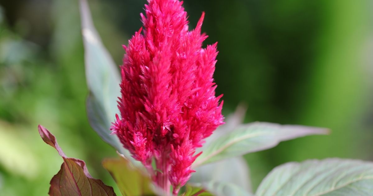 ケイトウ：久留米ケイトウ 切り花用 かがやき サカタ 花タネの通販園芸ネット