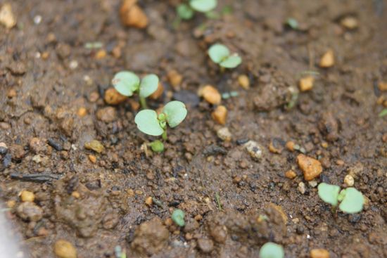 ダイソーの栽培セット シソ大葉の種を育ててみた！１００日後に収穫を目指す