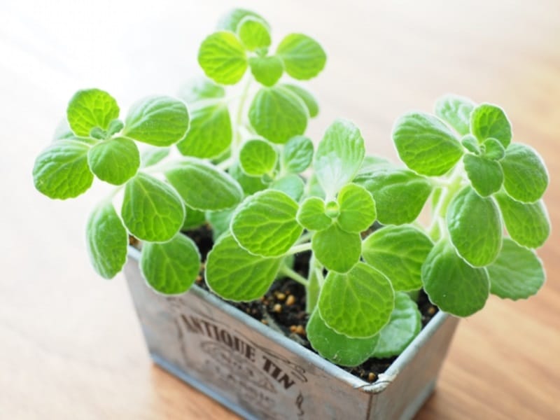 ペパーミントを種から育てるそだレポ 栽培レポート byAsahi＊みんなの趣味の園芸