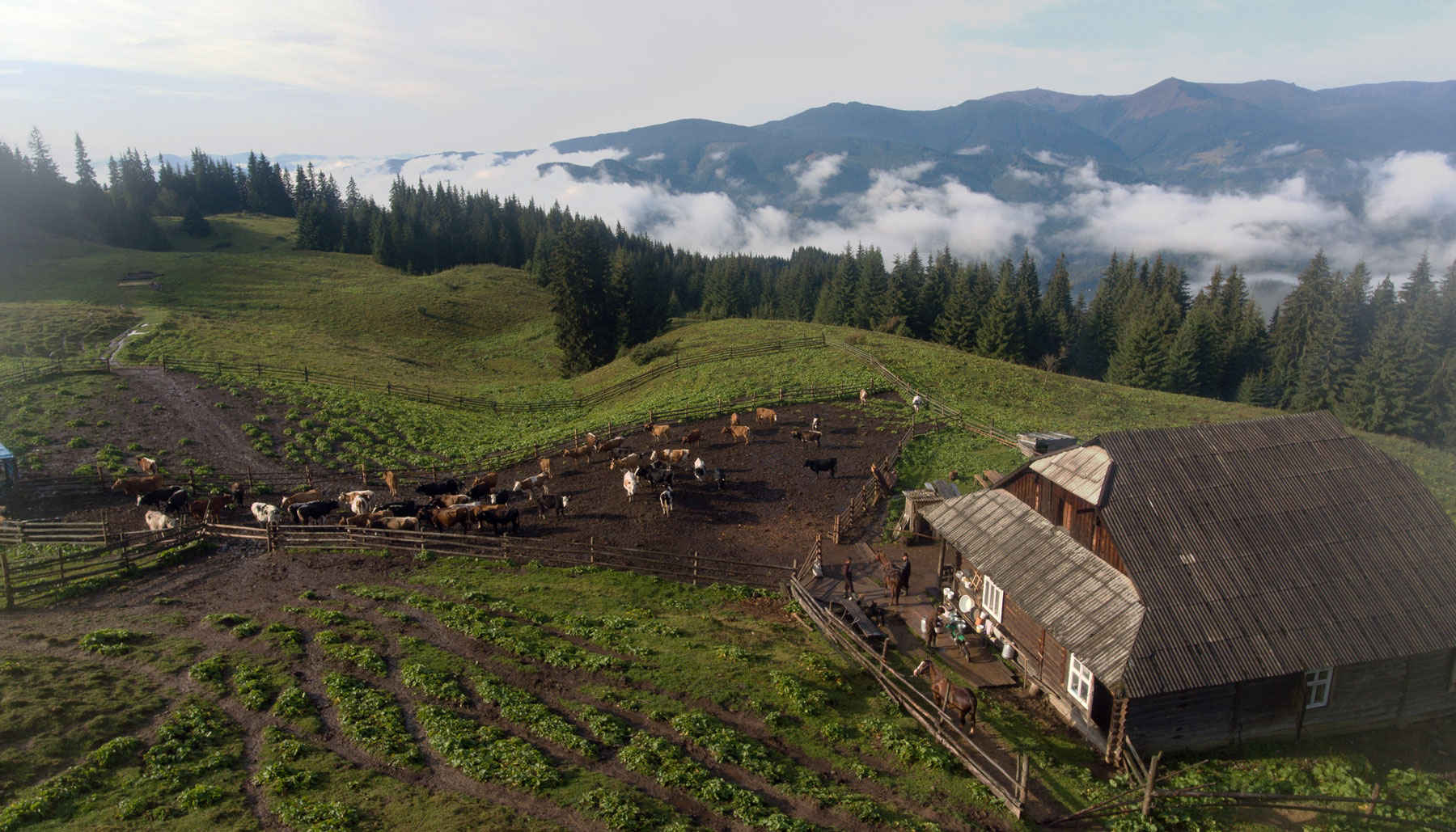 夏のウクライナのカルパチア山脈の風景。晴れた日にmnt. hymbaの草の茂った丘の中腹。人気の旅行先。 トランスカルパチアの美しい自然。アルプス高地写真素材2477338059Shutterstock