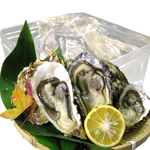 今季販売終了 岡山 日生 殻付き 活若牡蠣 約50個前後: 食品・飲料・産地直送－オフィス・現場用品の通販キラット KILAT