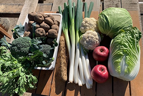 青果段ボール箱 ダンボール 60サイズ 1kg用 100枚 業務用 段ボール箱 青果 ダンボール箱 日本製 野菜保管 箱 通販 梱包 ワン サイズ60 野菜 果物 フリマ : パッケージのtaisei Yahoo!店 - 通販 - Yahoo!ショッピング