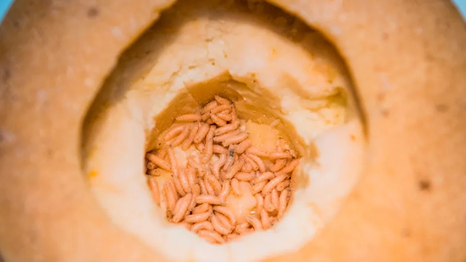 法律で販売が禁止され闇市では高値で取引される「世界で最も危険なチーズ」とは？ - ライブドアニュース