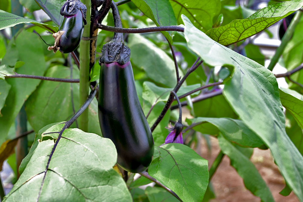 ナスが切ったら茶色くなる理由と防ぐ方法！アク抜きや美味しい料理のコツも解説毎日かんたん○ごはん♪