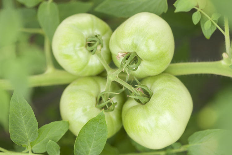 野菜：ミニトマトJA香川県 - 香川県農業協同組合