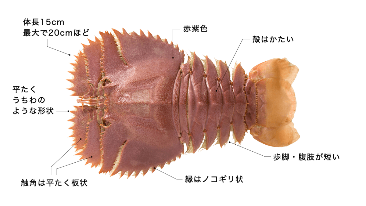 秋ギフト 稀少！扱いやすい活〆ウチワエビ 1000ｇ！ 未利用魚 小サイズ 13匹前後 瞬間冷凍！「熨斗対応可」ゆず果汁付 うちわ海老 たび海老タビエビ 期間限定 イセエビ エビ：高知県産の未利用魚食べチョク産地直送 産直 お取り寄せ通販 - 農家・漁師から旬の