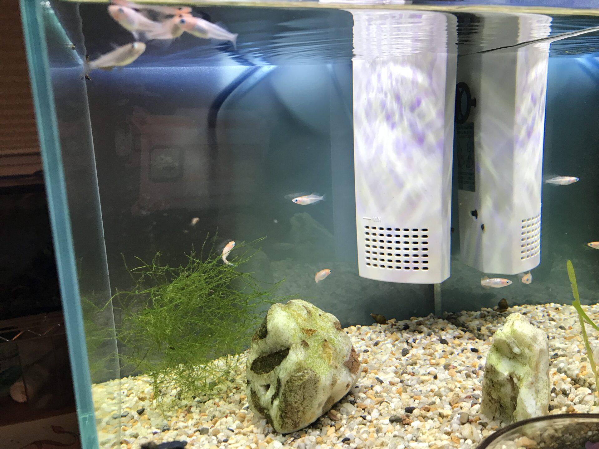 アクアポニックスで水換え回数は減るのか育てられる魚や植物・野菜をご紹介東京アクアガーデン