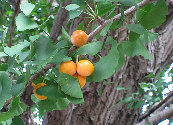 銀杏 イチョウ が薄っすら色づきはじめたら、銀杏 ぎんなん が美味しい季節のサイン！ 季節・暮らしの話題 2016年11月10日- 日本気象協会tenki.jp