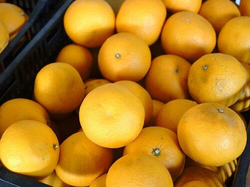 紅八朔 Ｏｉｓｉｘ産直おとりよせ市場