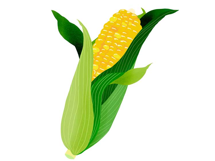 知って得する 生とうもろこしの保存方法