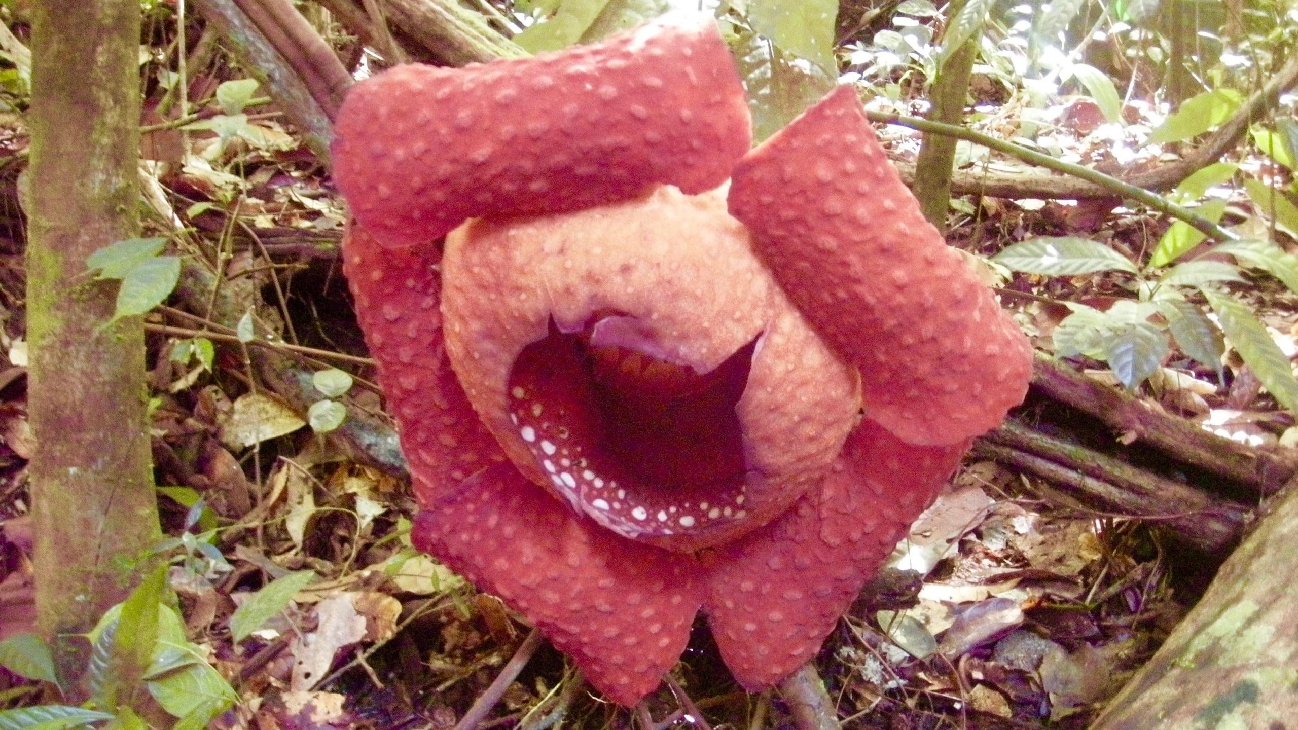 本当の豚の習性を知ってる？本来の豚の生態を知ろう 畜産動物たちに希望を Hope For Animals鶏、豚 、牛などのアニマルウェルフェア、ヴィーガンの情報サイト