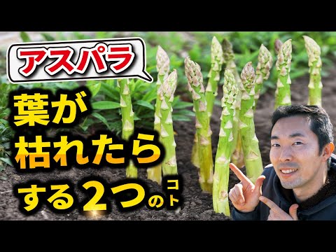 アスパラガスの葉が枯れてきたのは病気かもさちの自然菜園