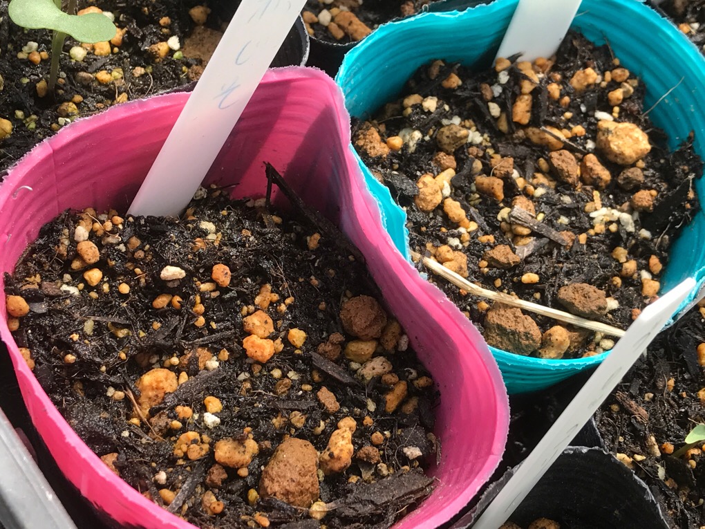 手間なしで毎日収穫！大葉の“ほったらかし栽培”完全マニュアル - FARM NAVI ファームナビ