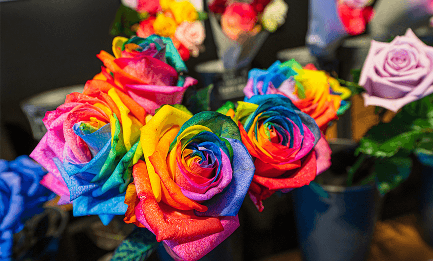 レインボーローズ 幸福を呼ぶ7色のバラ,なないろのバラ プリザーブドフラワー バレンタインデー・ホワイトデーに♡ 商品詳細レインボーローズプリザーブドフラワー 卸小売通販・販売Flower Design MI