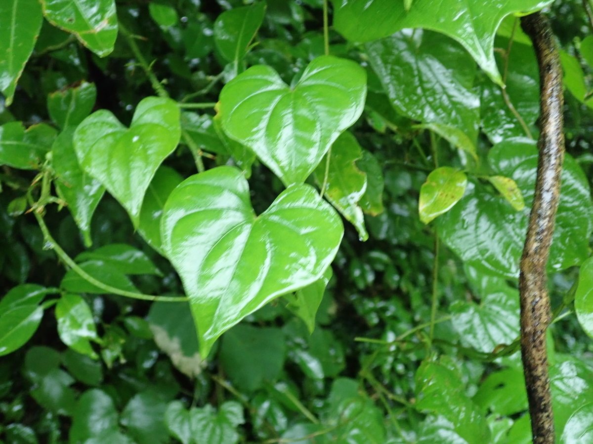 自然薯 ジネンジョ の時期・採り方・食べ方・レシピ・栽培方法 - 山菜図鑑