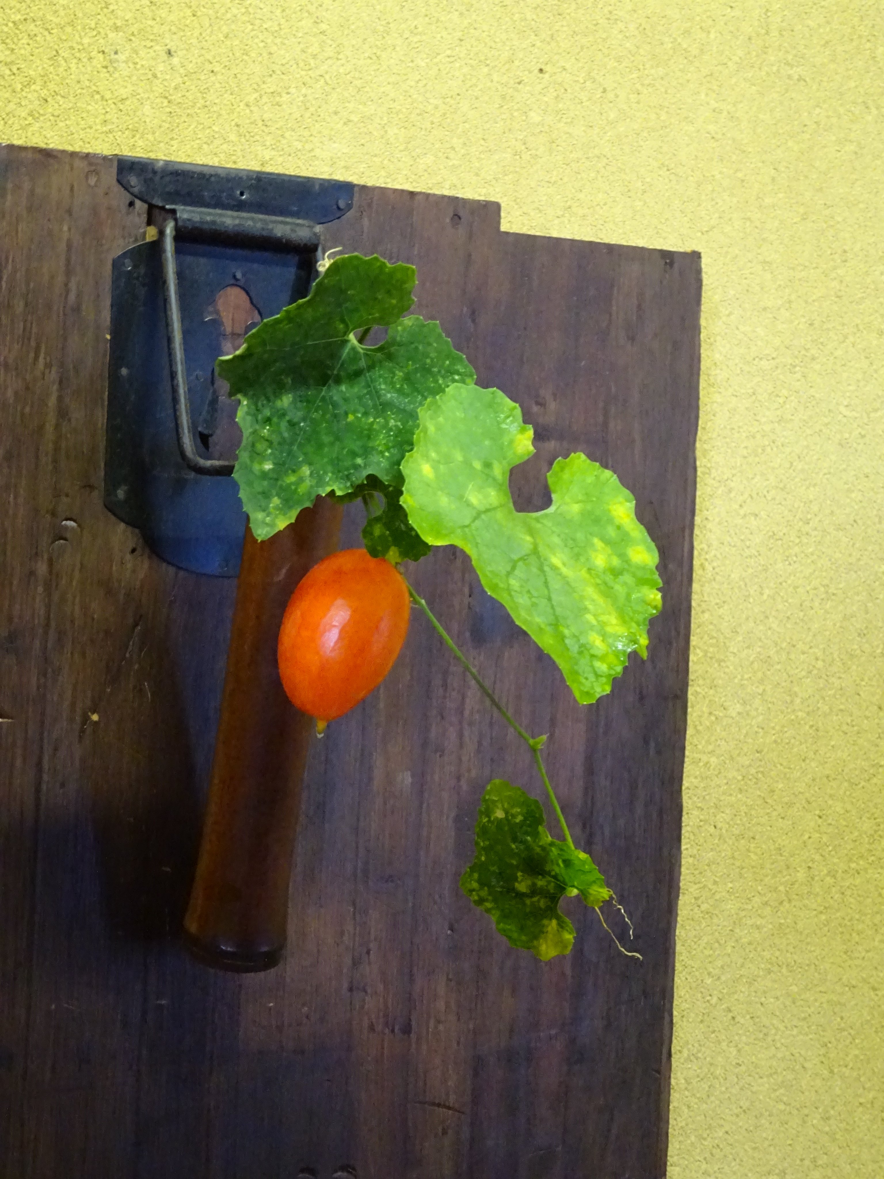 和菓子 練り切り 光琳菊 作り方 作り手目線 How to make Wagashi Nerikiri Kourin-kiku