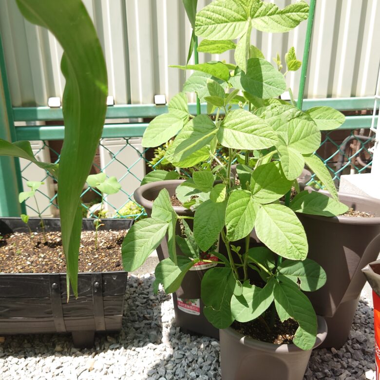 パセリの育て方JAとぴあ浜松