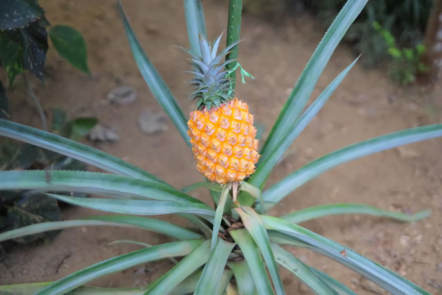 パイナップルの栽培 🍍 社長ブログ株式会社広和木材の社長のブログ