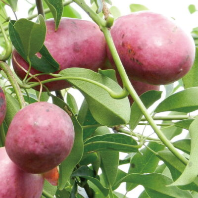 幻の不老長寿の果物、ムベの実 クローズアップの写真素材175217491 毎月1点無料 フリー のストックフォト イメージマート