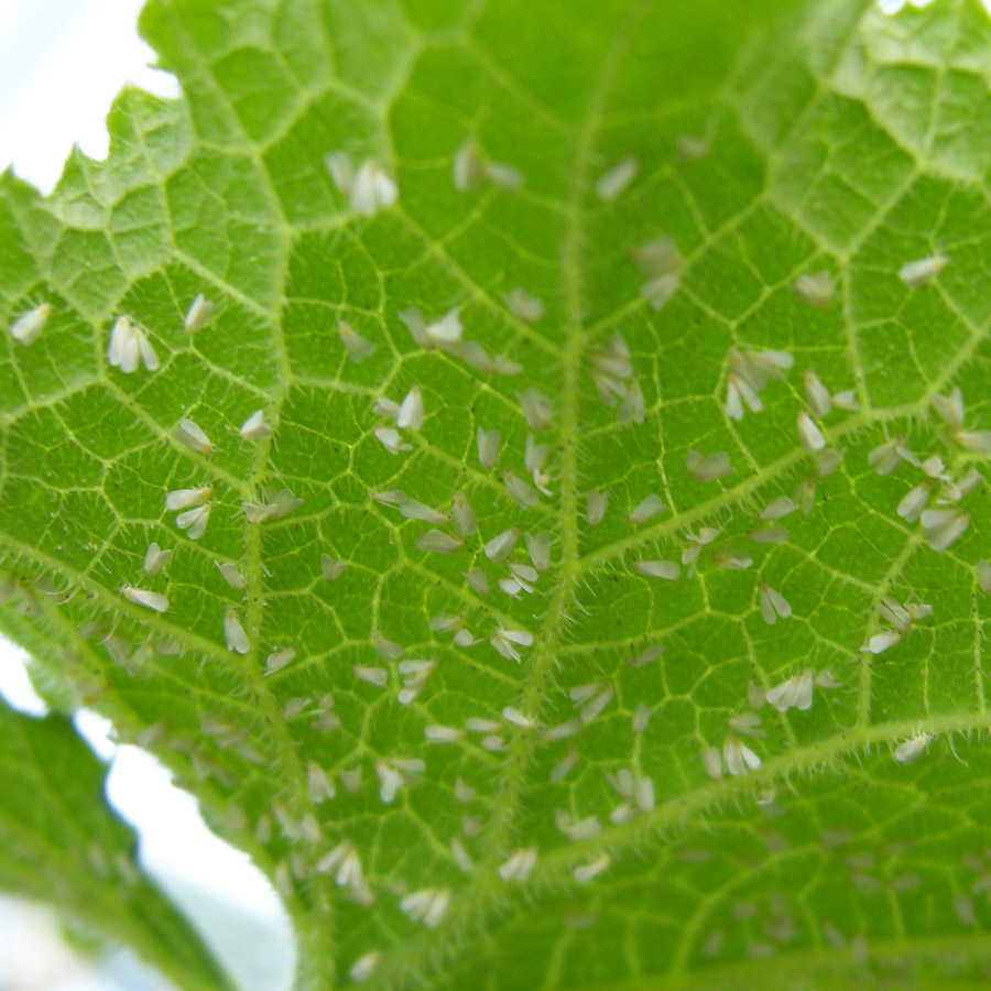 きゅうり葉に丸い穴があくウリハムシミライ菜園