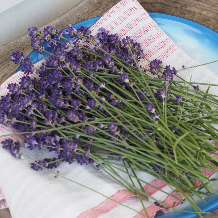 イングリッシュラベンダー 『アングスティフ 』すべての商品Junk sweet Garden tef*tef*