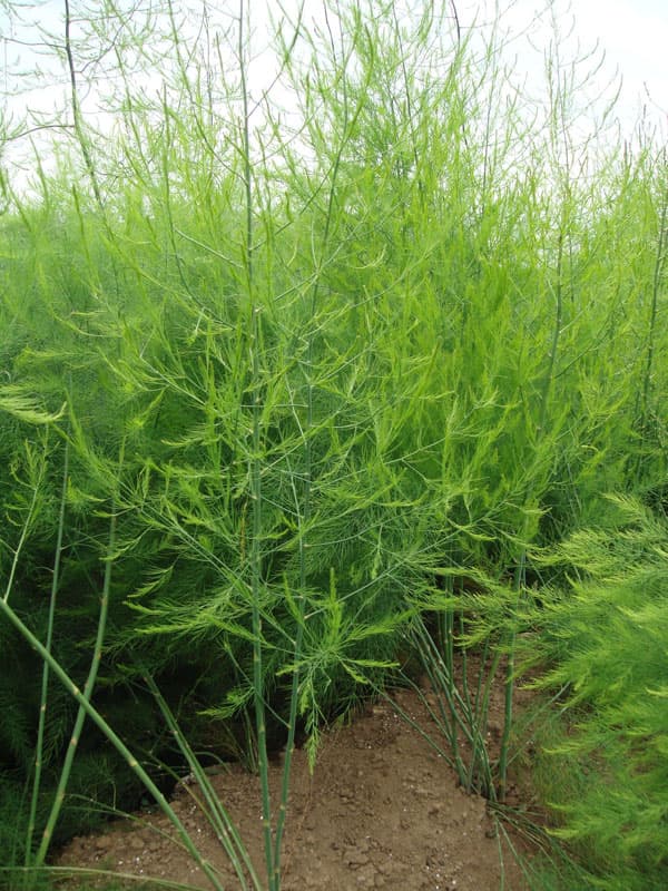 擬葉が枯れているサナテックシード 株 種苗・農業資材の販売