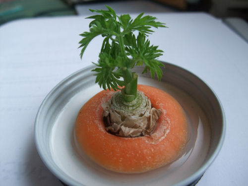 人参の芽Emiko's Vegetable Haven