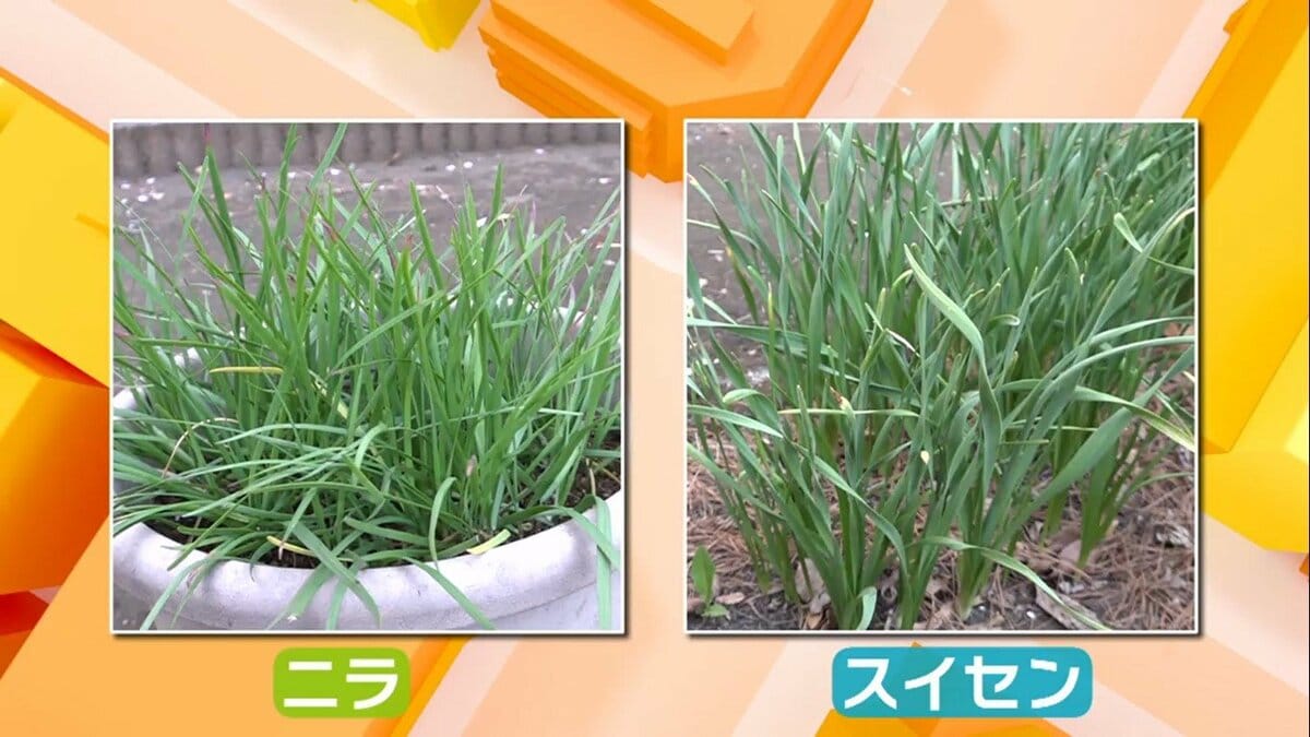 ニラと誤ってスイセンの葉を食べ食中毒症状 無臭で見た目の判別難しく : 読売新聞