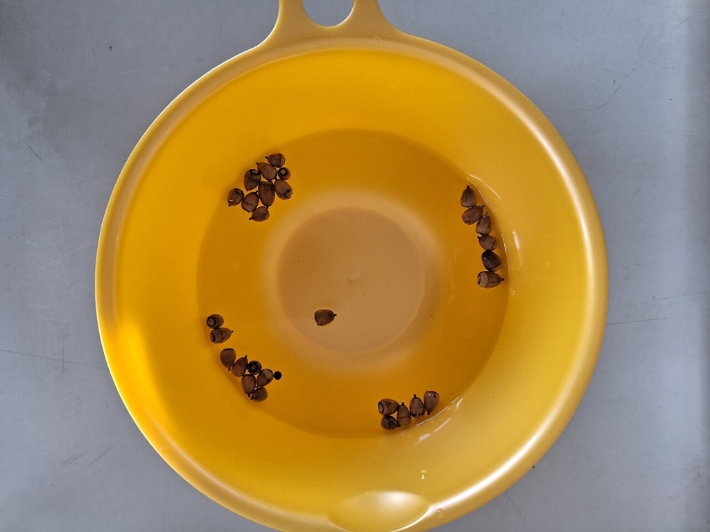 Oisix 15minでパパッと四季ごはんvol.4「栗おにぎりwithどんぐりウインナー弁当」 ベビーブック別冊ふろく表紙のレシピ『ベビーブック』