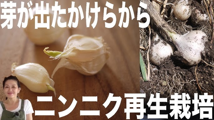 ニンニクの芽 今年は出荷が多いです 細い物は適当に食べやすい長さに切って、ちょっと太めの物は薄めの斜め切りにして炒め物や天ぷらに。ネギ坊主のような頭の部分はかき揚げに。 ほんのりニンニク風味で食感も良くこの時期のお気に入り食材の一つ。 この夏はニンニクの