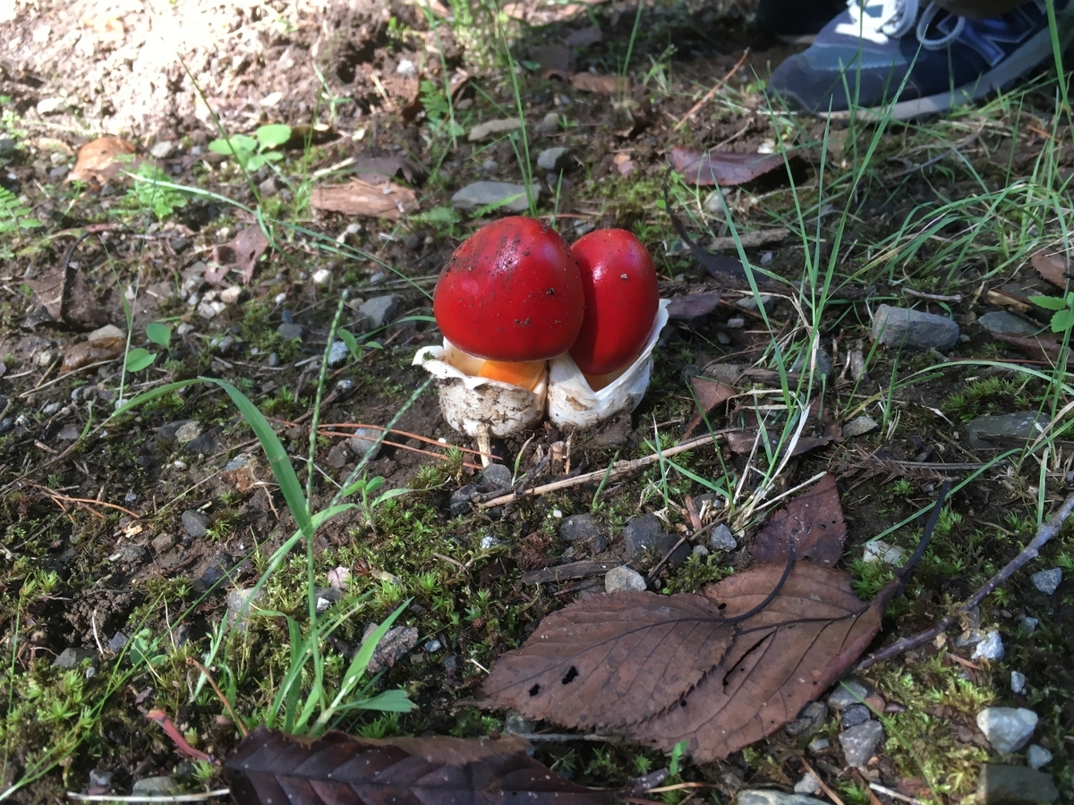 しいたけの育て方・しいたけ栽培キット２回目・無限 - きのこ専門 kinoko-Ten