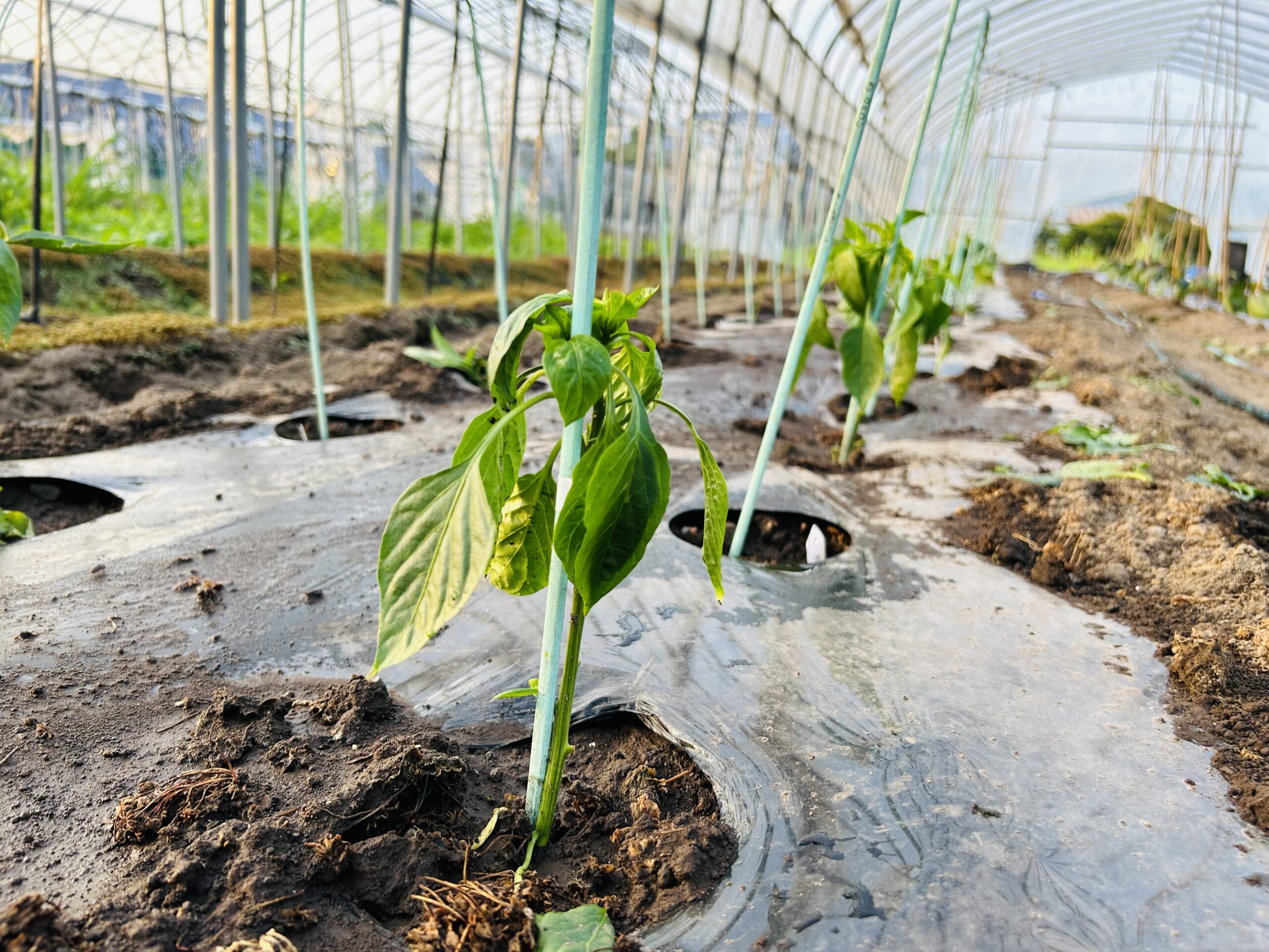 全部ナス科北海道産の美味しいビーツや西洋野菜、北海道米ふっくりんこや各種野菜の事なら愛情込めて無農薬栽培しているNK2 FARMへ