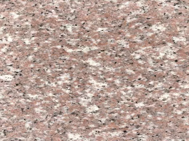 カラー」ってどんな花？ 色別の花言葉や由来、人気の種類などを紹介Oggi.jp