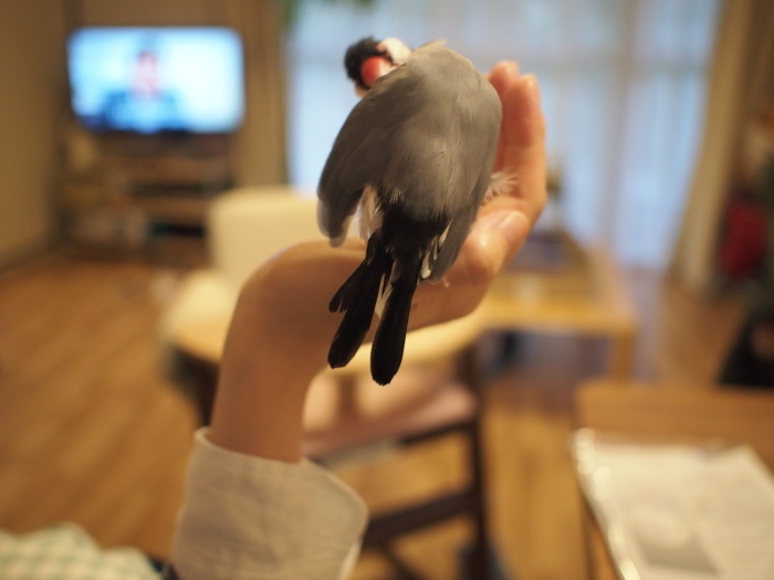 商品詳細ページtabeloop たべるーぷ3袋 尻尾まで美味しい!焼えび 丁寧に焼き上げ旨味をギュッと濃縮