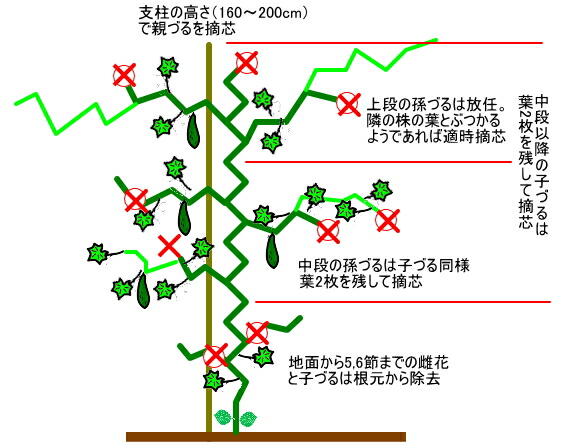 キュウリの剪定方法をご紹介！家庭菜園で栽培・収穫できるコツ剪定110番