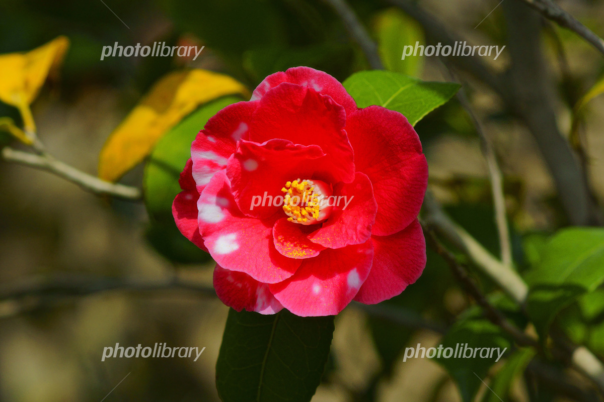 みつばちプロジェクト」「Science Create Project」が株式会社八重椿本舗の工場を訪問工学院大学みつばちプロジェクト特集