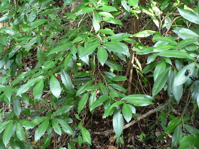 現在実なし 苔玉 赤い実ヤブコウジ 十両 斑入り竜のひげ くらま岩器 敷石つき くらま岩 風合い 縁起のいい植物として知られるヤブコウジを苔玉に寄せ植え苔玉 苔 こけ コケ コケダマ こけだま こけ玉 やぶこうじ -みどり屋～和草 にこぐさギフトモール店
