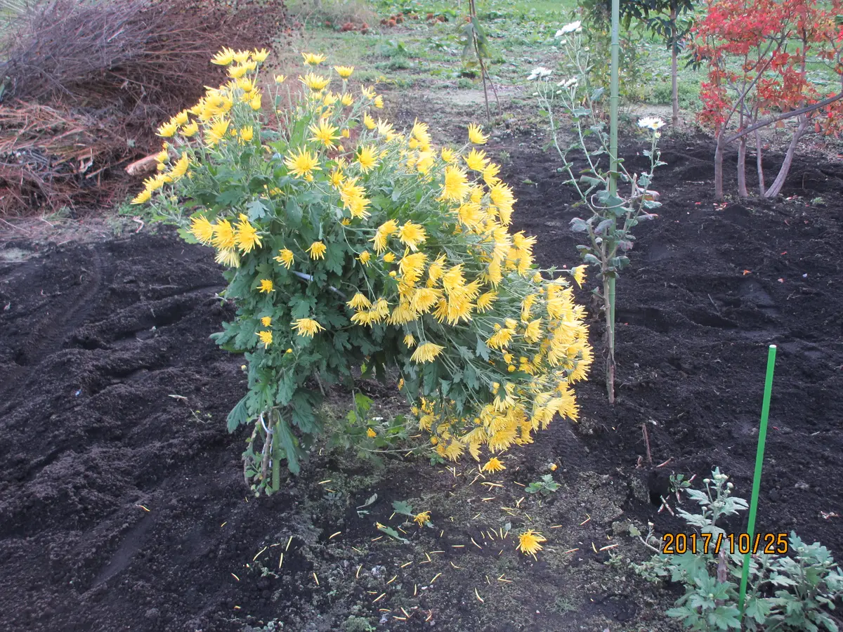 トンホー種子、春菊、好子干、タンオー、春菊の種子、野菜の種子 300粒 - Etsy 日本