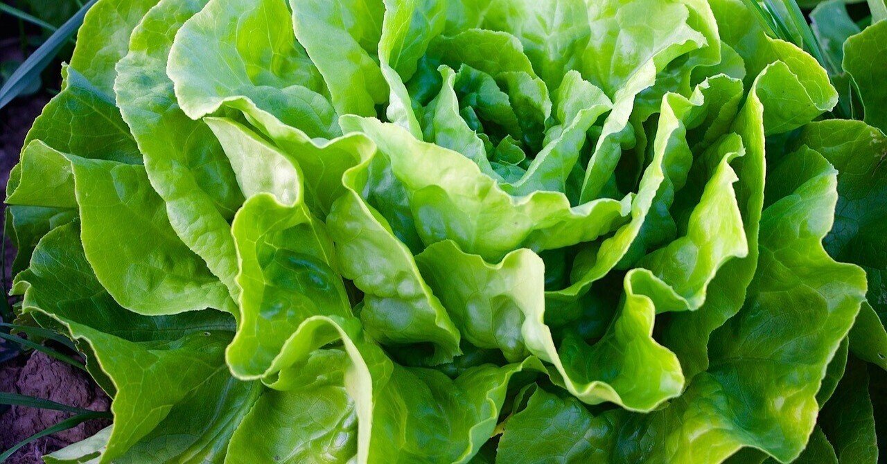 daim 野菜苗ガード ワイド 5枚入 野菜苗ガードセットワイド用の替えシートとして ガード シート 野菜 替え ガーデニング ビニールシート 園芸家庭菜園