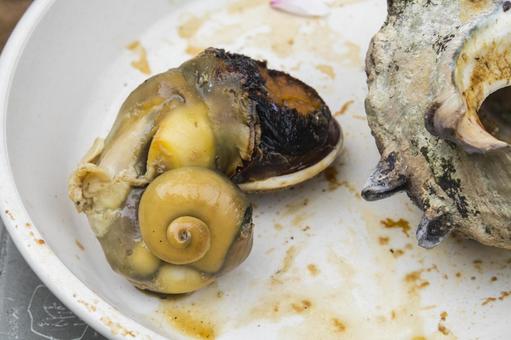 素潜りで獲った！ 天然巨大サザエ さざえ300g2個セット販売・通販