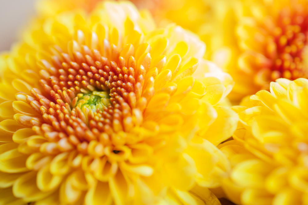 食用菊栽培５ - フォト蔵