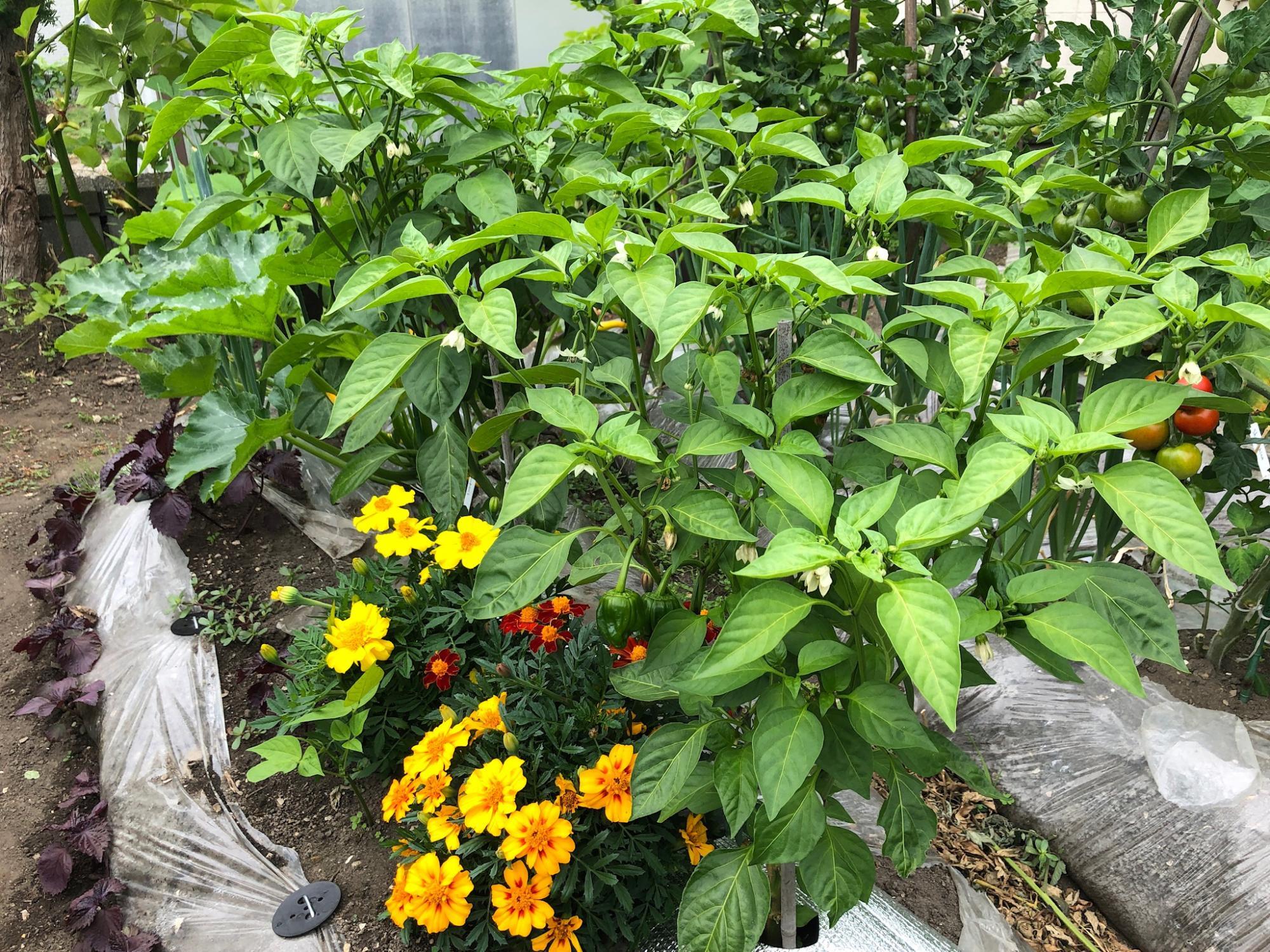 １００均でミニトマト栽培 コンパニオンプランツを栽培してみた