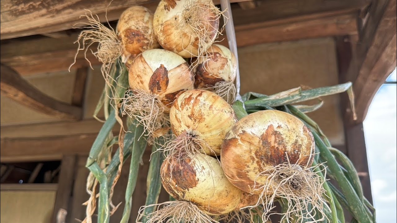 第21回 新玉ねぎの上手な保存方法 2023年4月号– 株式会社サンプラザ ホームページ