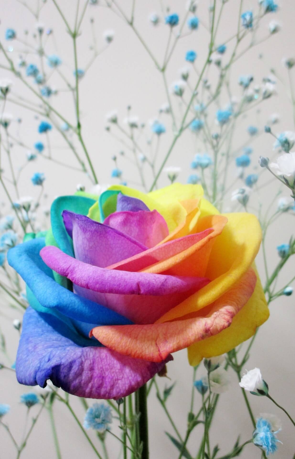 レインボーローズの待ち受けで本当に効果のあった画像＆実は効果のない待ち受け画像徹底比較 2024年