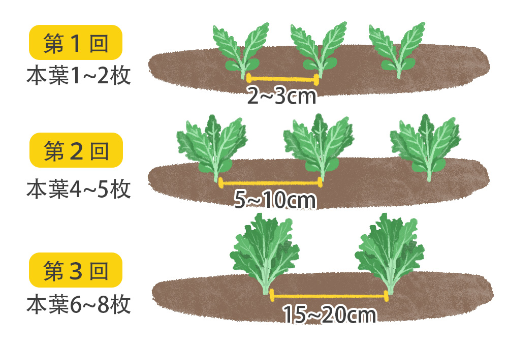 春菊栽培の収益を高める秘訣高単価を狙う出荷時期と品種選定