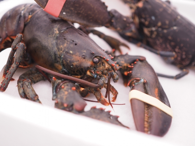アメリカ東海岸最大のグルメ レッドロブスターは、実は害虫だった！アウト・オブ・ジャパン