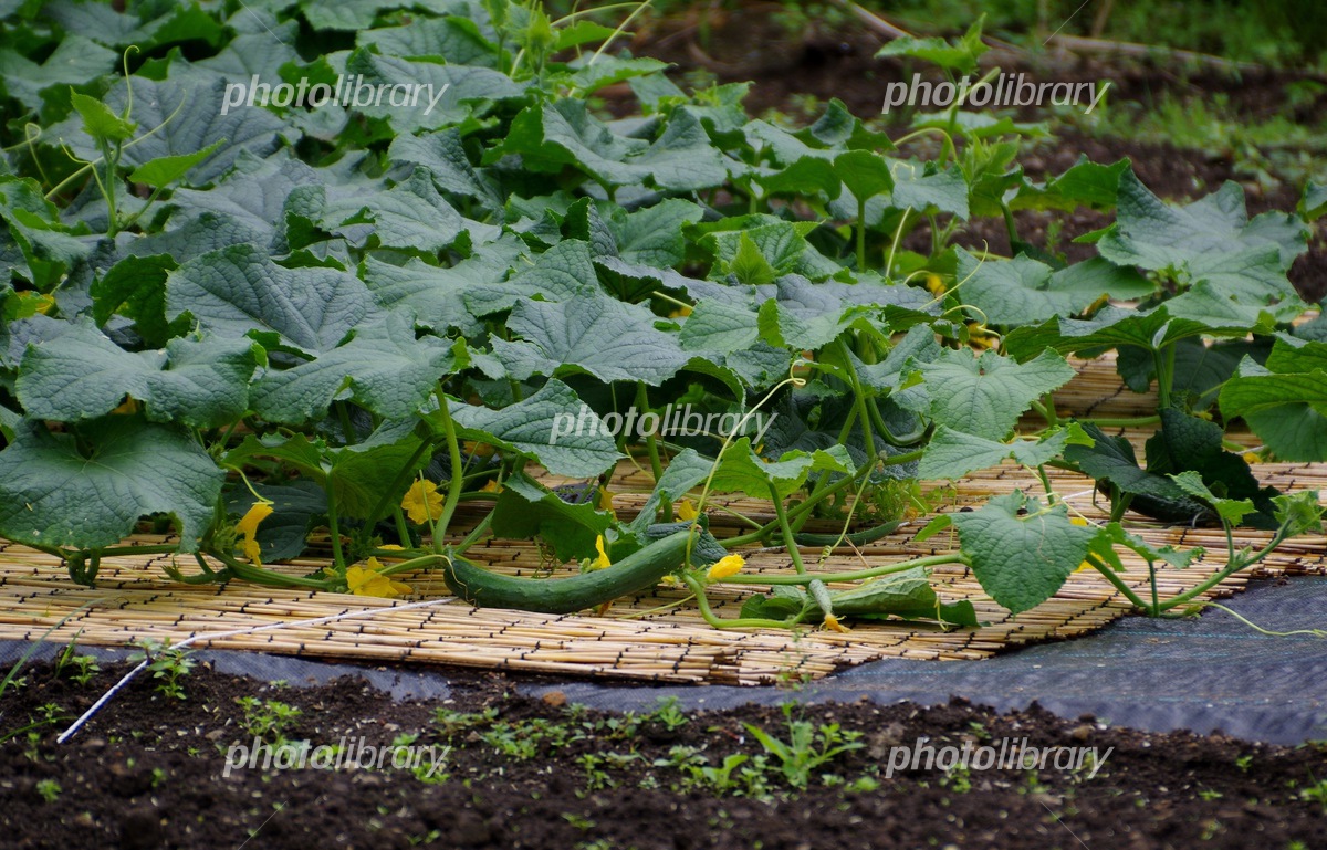 きゅうり 地這きゅうり 苗 販売 苗木部 By 花ひろばオンライン