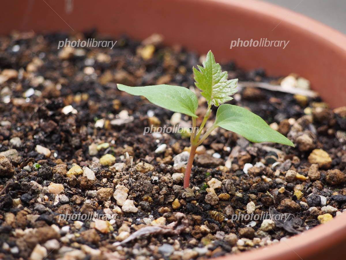 ブドウの種からの育て方種の採取・保管方法・土について - 果樹の育種・品種改良